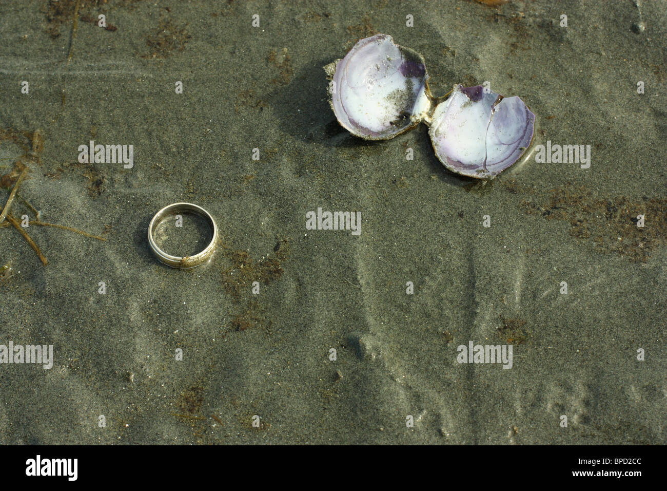 Anello di nozze nella sabbia bagnata accanto a conchiglie di mare Foto Stock