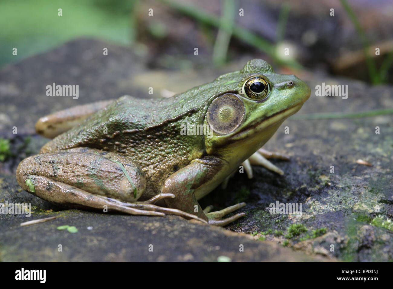 Bullfrog calmo Foto Stock