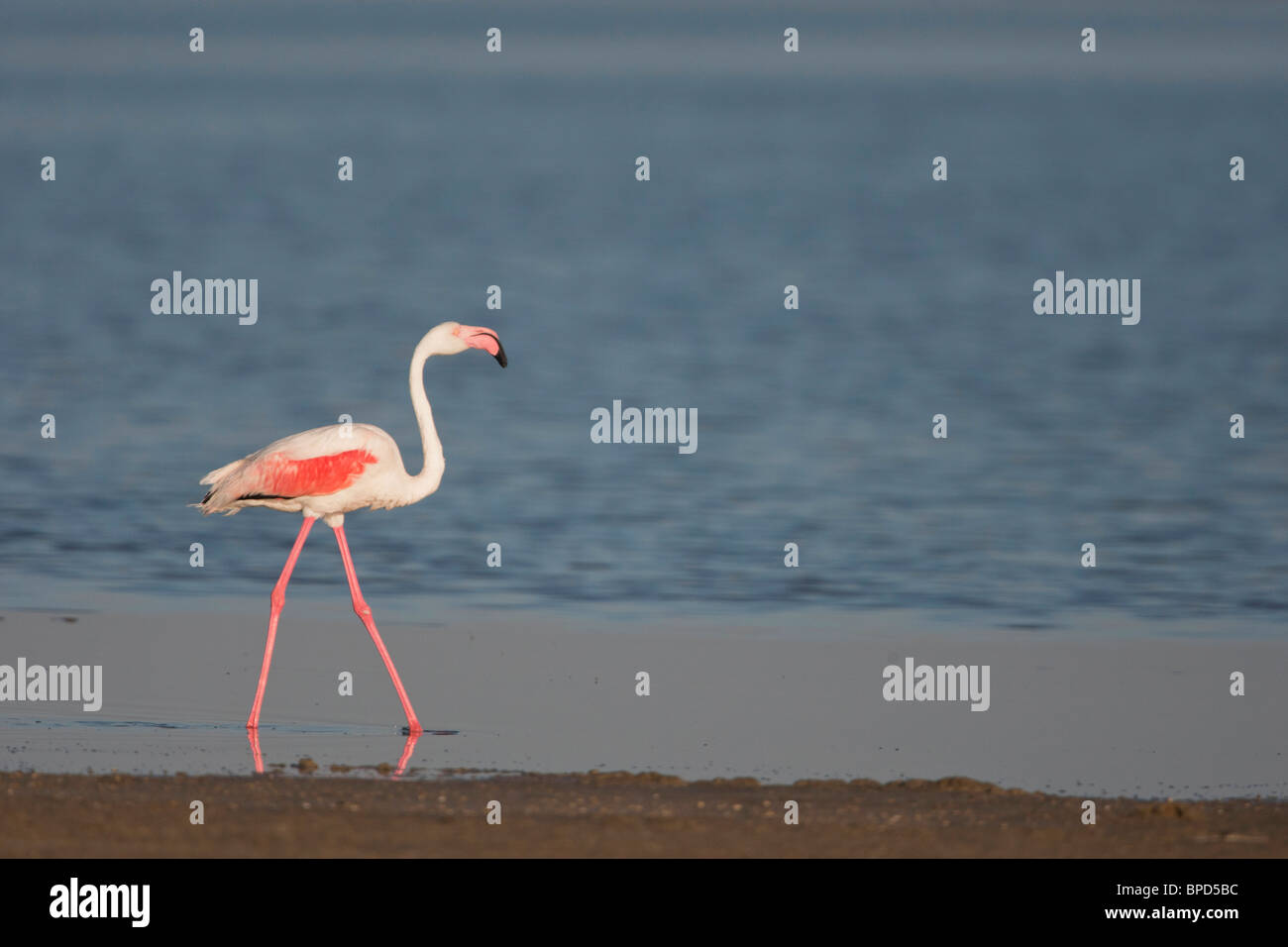 Fenicottero maggiore (Phoenicopterus roseus) al tramonto, in Camargue riserva regionale, Arles, nel sud della Francia Foto Stock