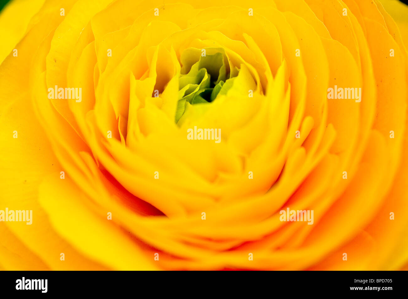 Questo colore appare così caldo Foto Stock