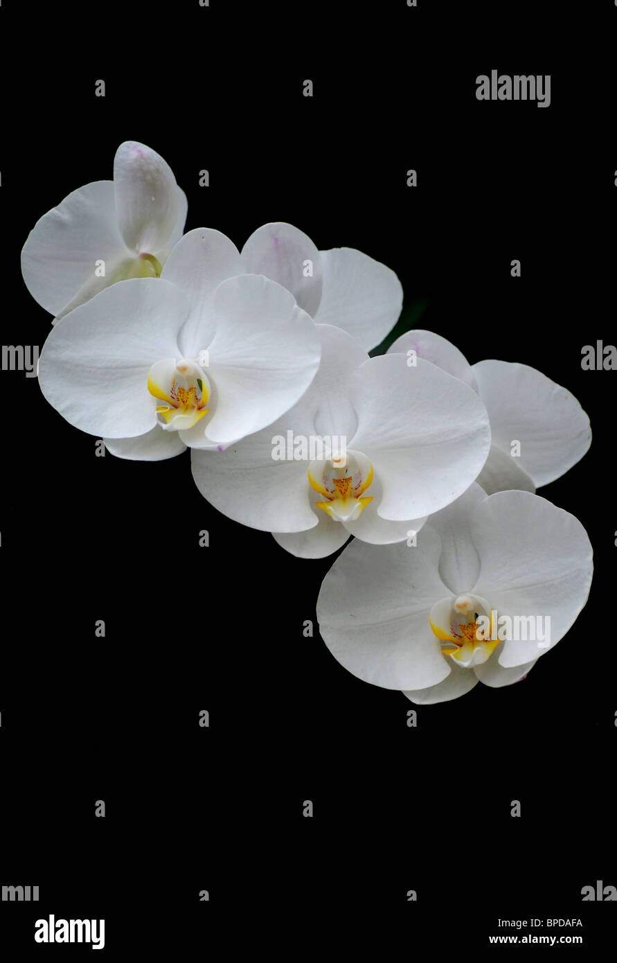Blooming White Orchid Foto Stock