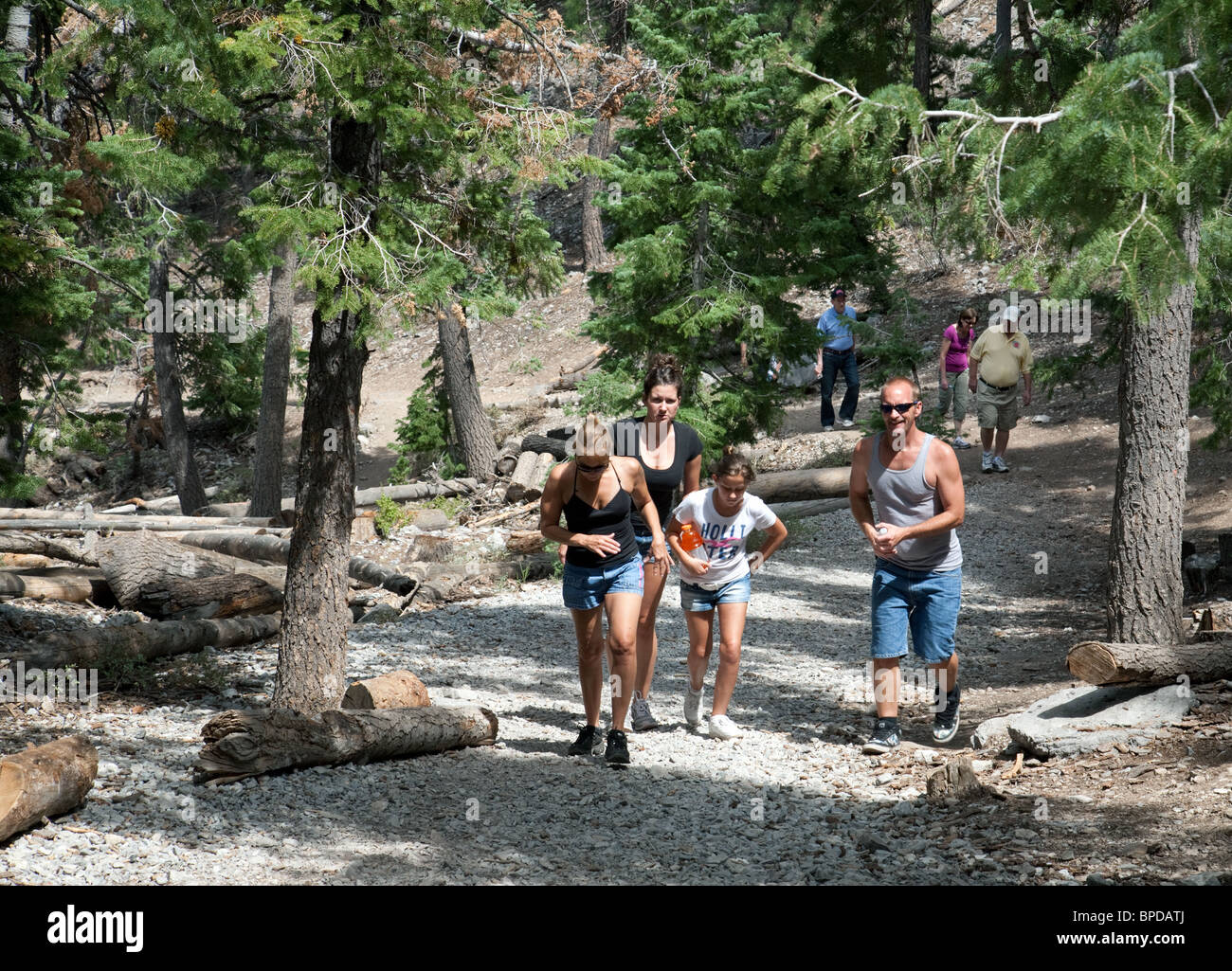 Una famiglia a piedi nei boschi, Mt Charleston vicino a Las Vegas, Nevada, STATI UNITI D'AMERICA Foto Stock