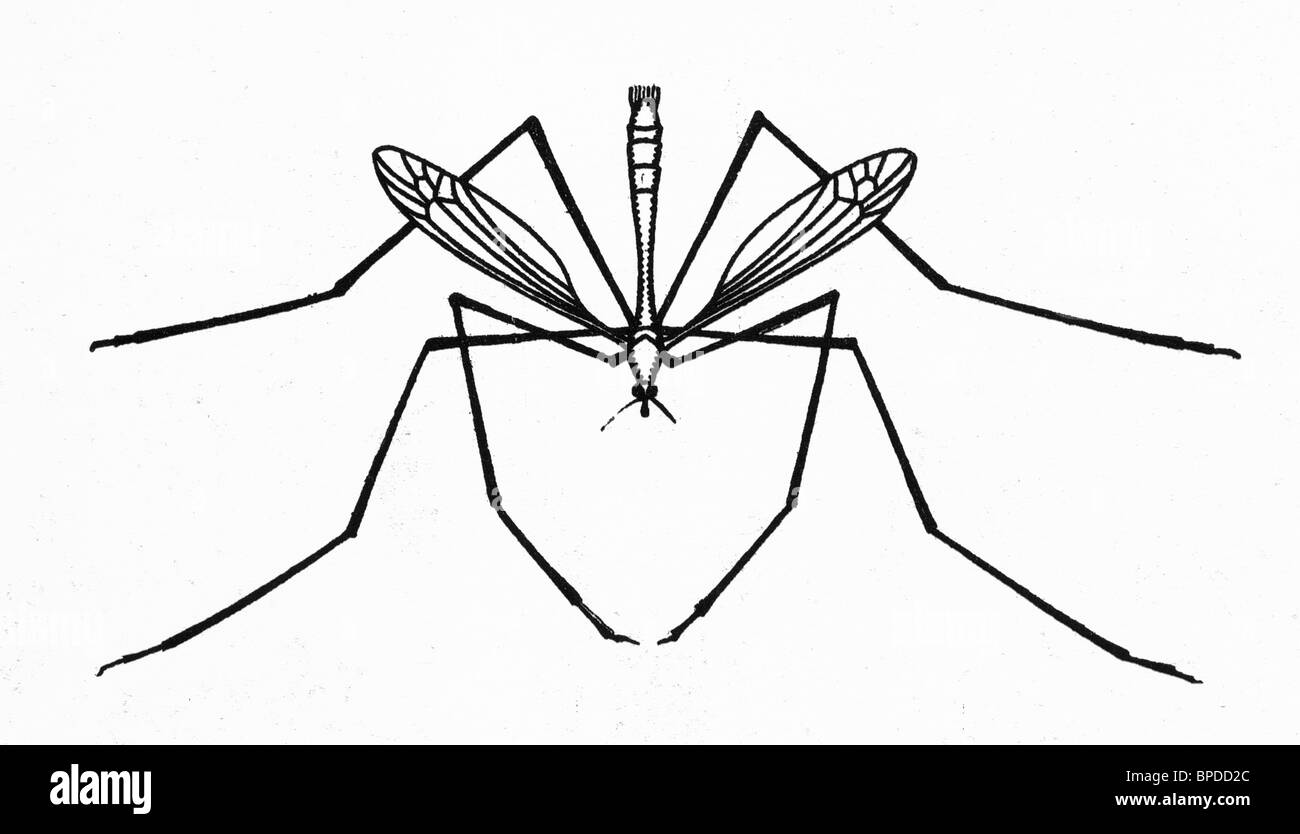 Mosquitoe Foto Stock