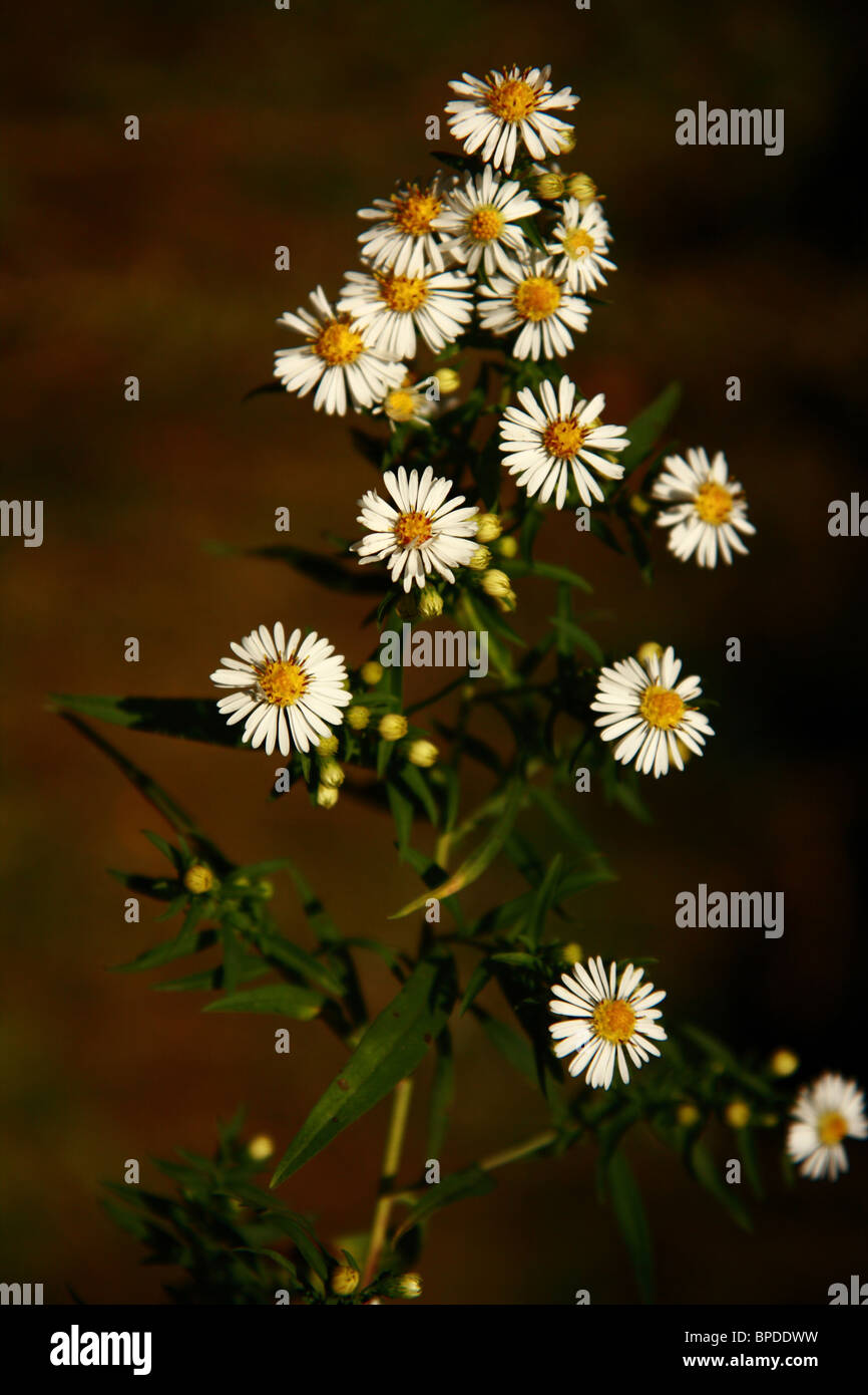 Senza profumo Mayweed chiamato anche falso camomilla Foto Stock