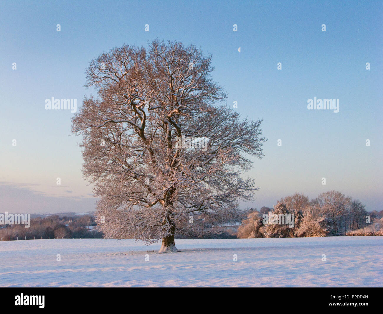 Albero di quercia in inverno Neve a sunrise in Kentish campagna vicino Hawkhurst REGNO UNITO Foto Stock