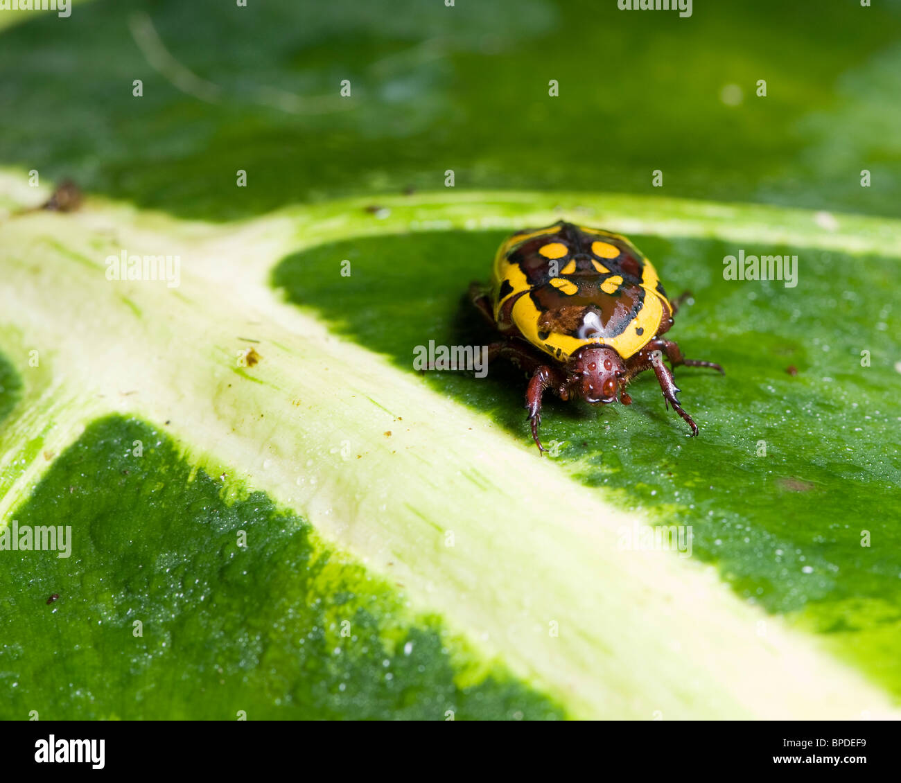 Congo Chafer Beetle Elytra apertura a prendere il volo. Foto Stock
