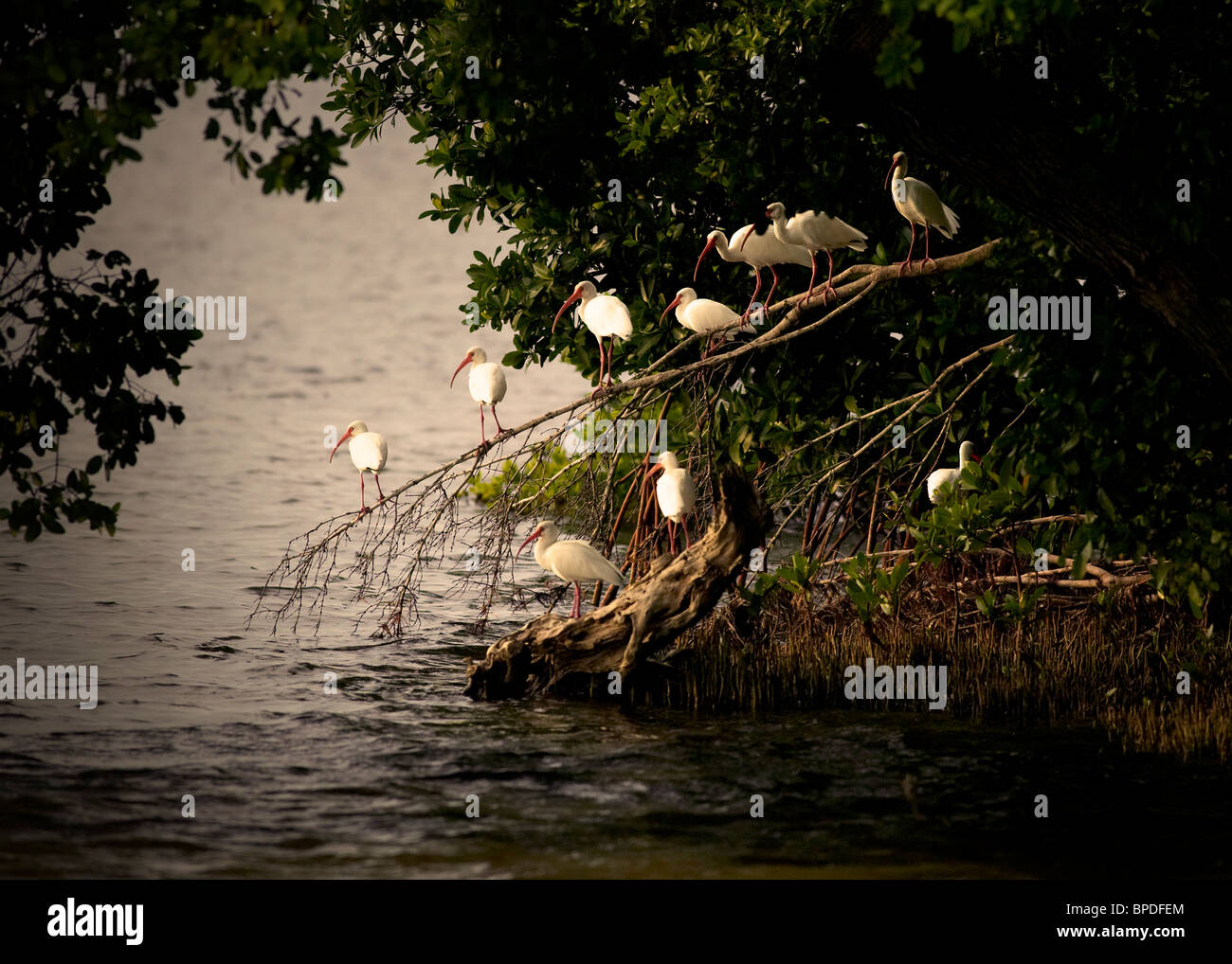 Ibis uccelli appollaiato sul ramo in prossimità di acqua Foto Stock