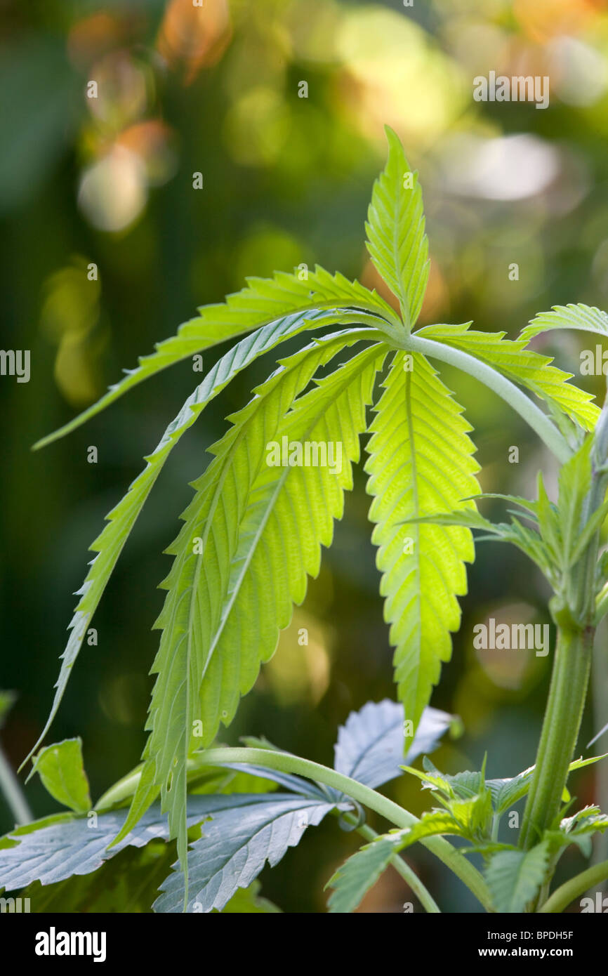 Pianta di cannabis; cresciute da seme di uccelli Foto Stock
