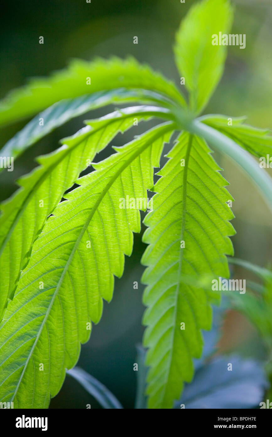 Pianta di cannabis; cresciute da seme di uccelli Foto Stock