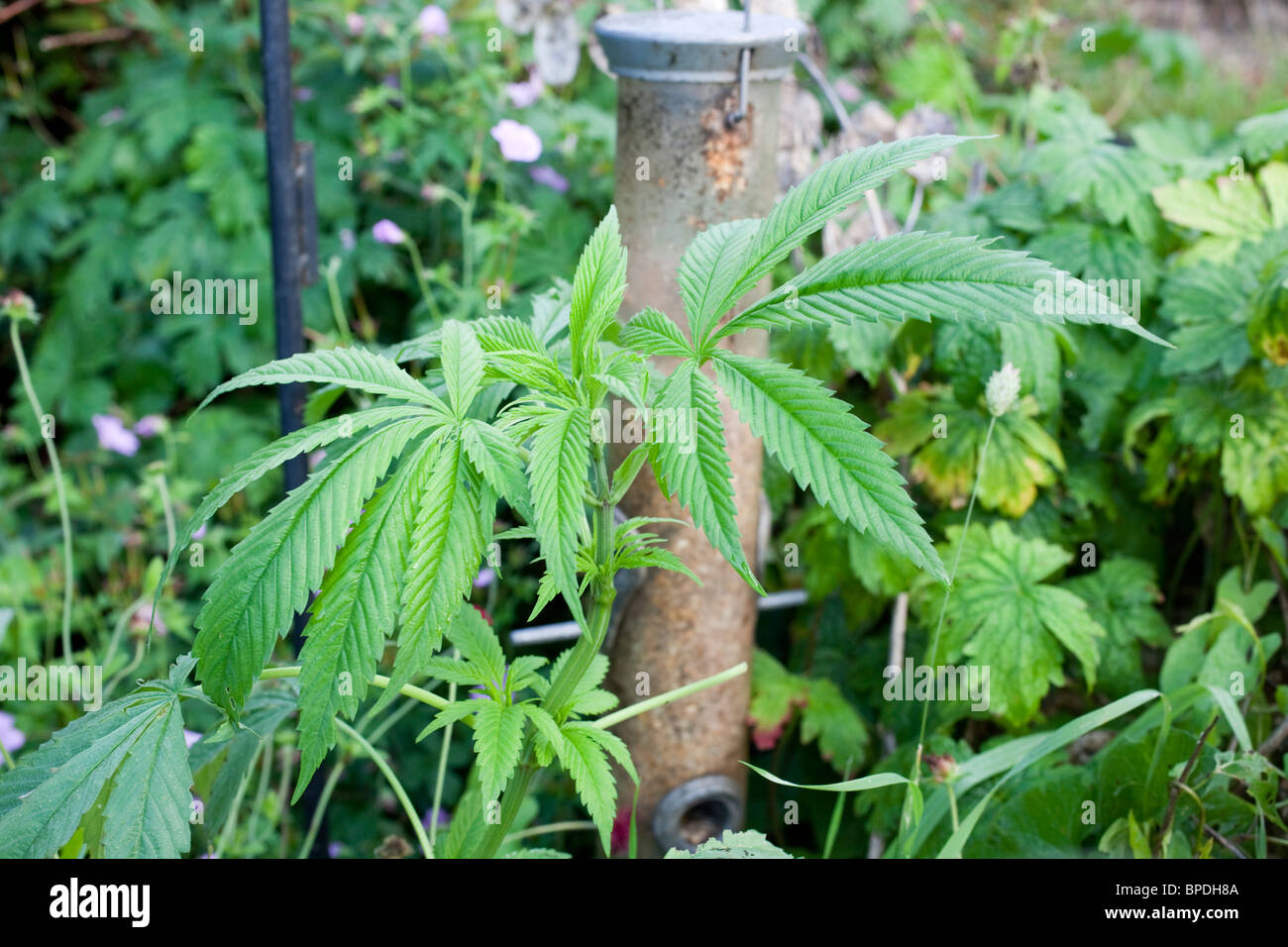 Pianta di cannabis; cresciute da seme di uccelli Foto Stock
