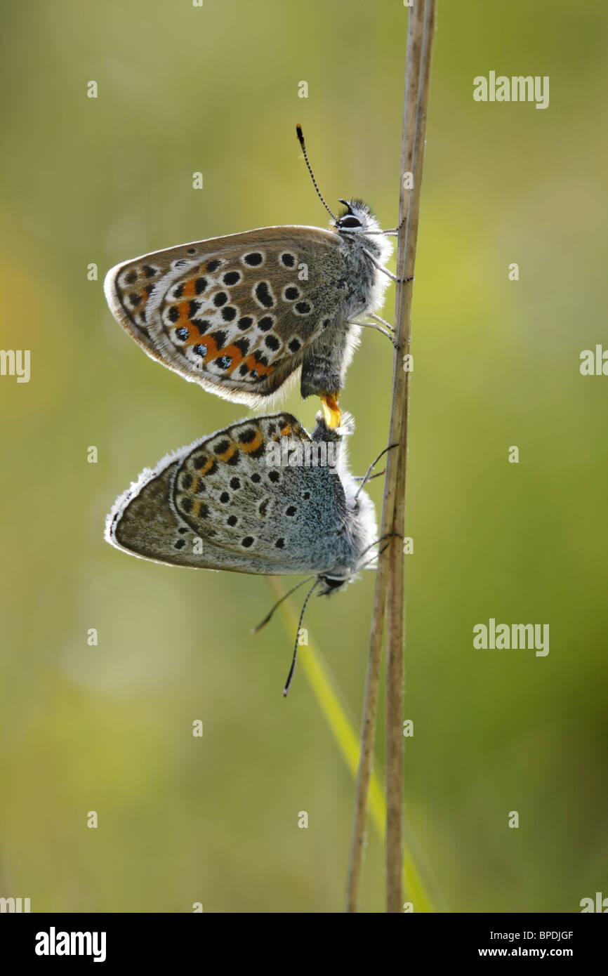 Coppia di argento di accoppiamento-costellata farfalle blu sul comune Iping Foto Stock