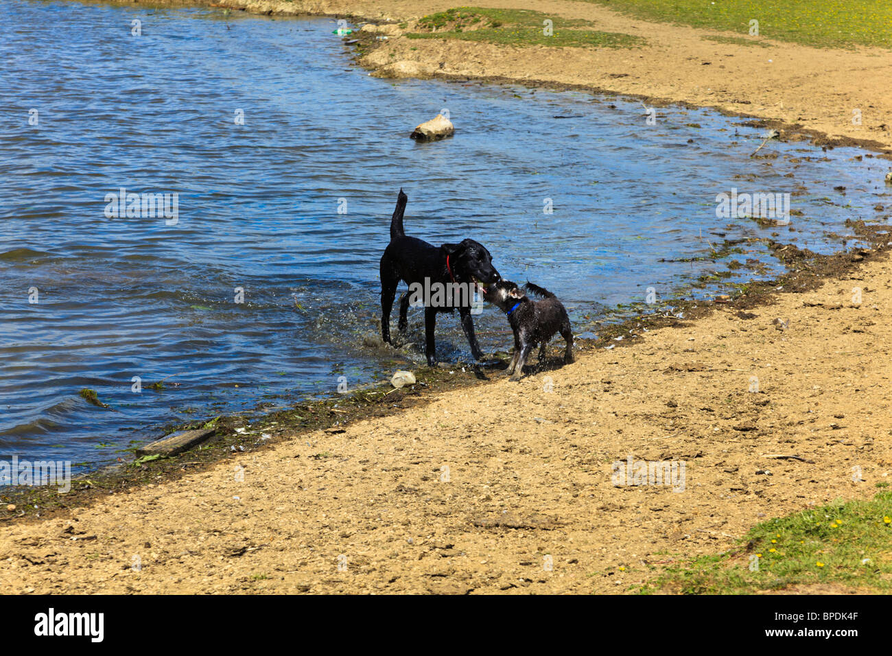 Due cani giocare insieme sulle rive del fiume Tamigi o Isis sui prati a Wolvercote, Oxfordshire, Regno Unito Foto Stock