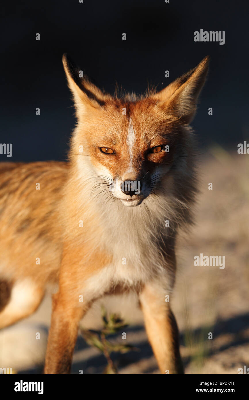 Adulto Red Fox Vixen Foto Stock