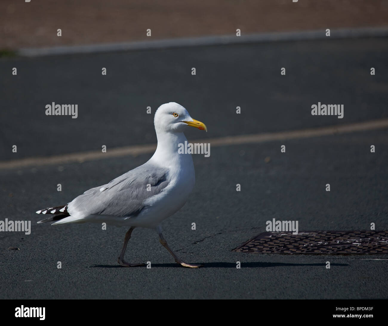 Seagull strada di attraversamento Foto Stock