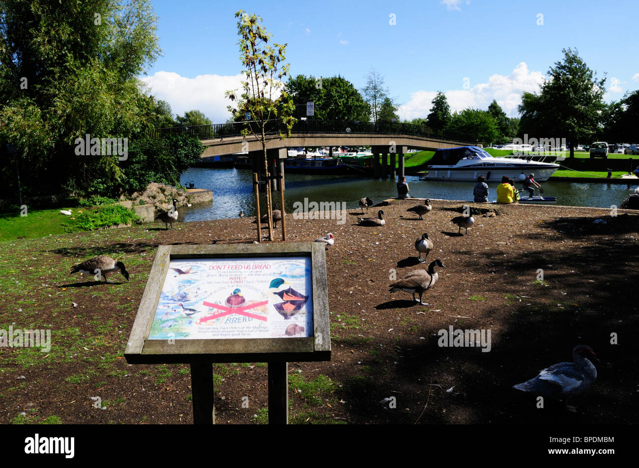 Duck area di alimentazione con scheda di informazioni dal Fiume Great Ouse, Ely, Cambridgeshire, England, Regno Unito Foto Stock