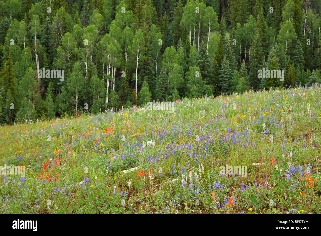 Colore di fiori di campo prato in 'Il bacino" area di Kaibab Plateau, sul bordo settentrionale del Parco Nazionale del Grand Canyon, Arizona Foto Stock