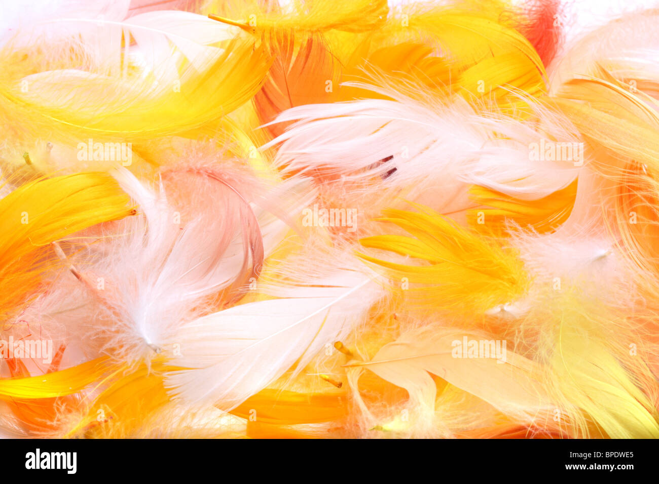 Piume colorate per lo sfondo Foto Stock
