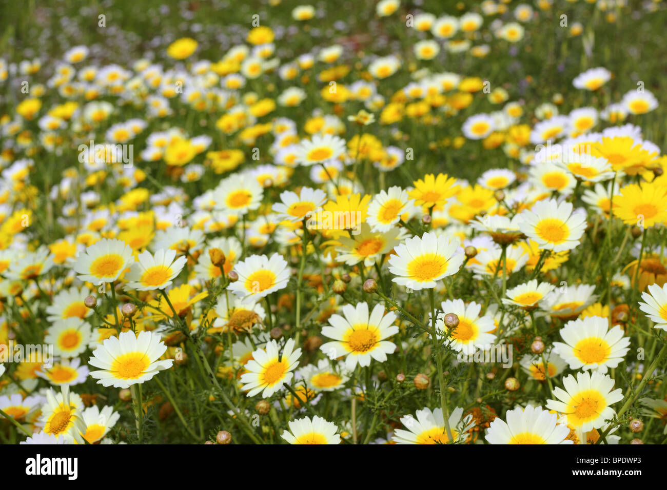 Daisy fiori gialli natura verde prato stagione primavera Foto Stock