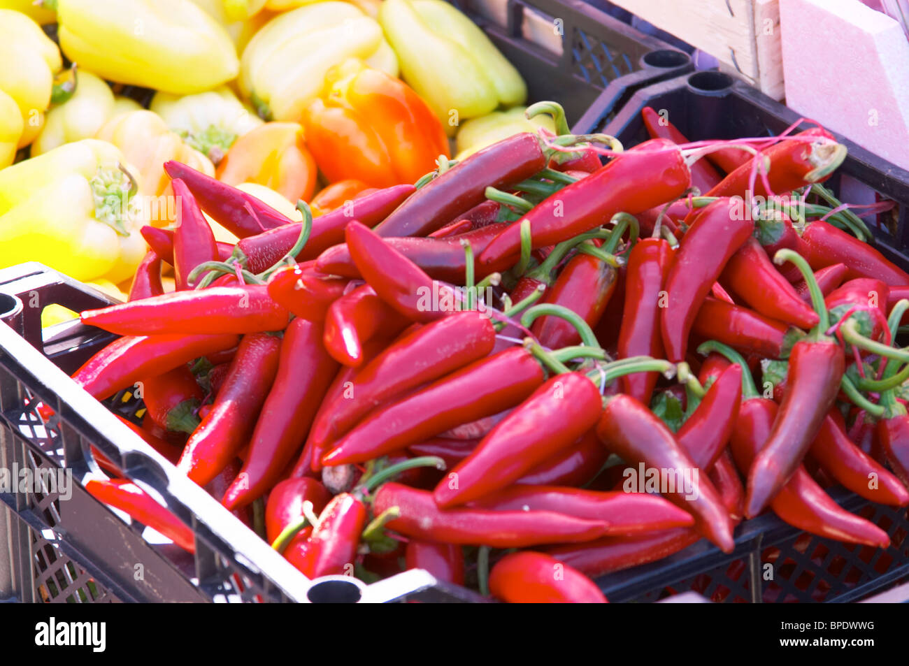 Salsiccia per pizza rosso peperoncino e la campana gialla peperoni. Nel mercato di frutta e verdura in porto. Luka porto di Gruz. Foto Stock