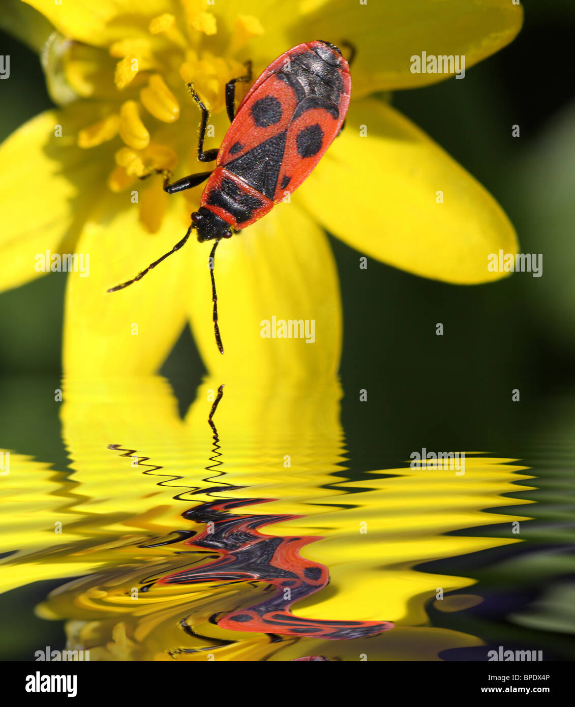 Beetle soldato guardando il riflesso nell'acqua Foto Stock