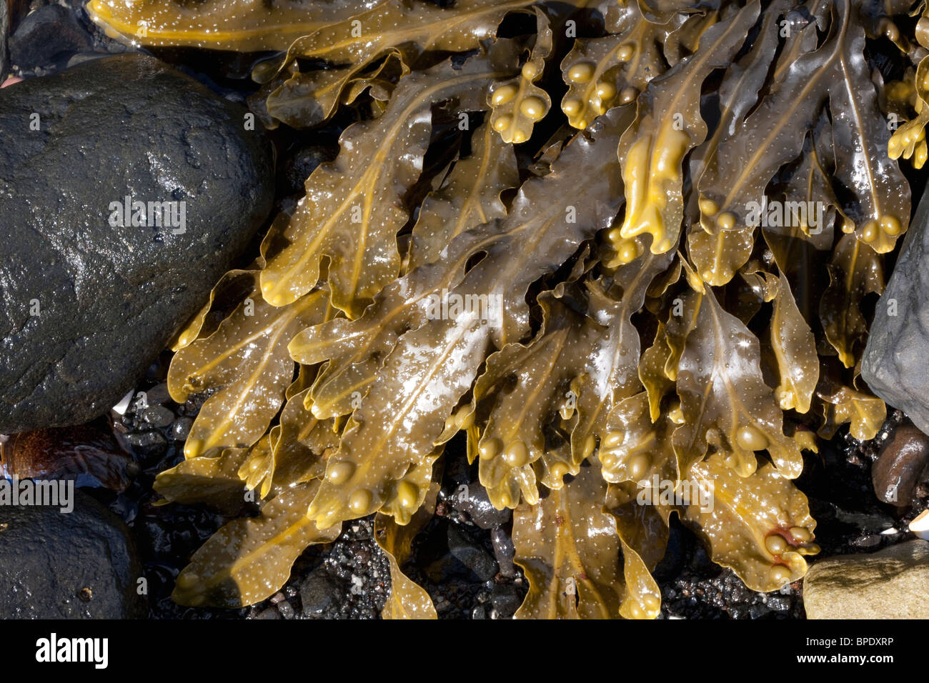 Alga Kelp su una spiaggia a Stein loch Bay Isola di Skye in Scozia a maggio 2010 Foto Stock