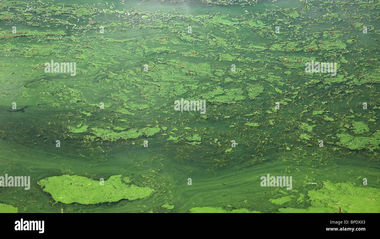 Acqua di ghiaia locale pit contaminato con le alghe verdi. Foto Stock