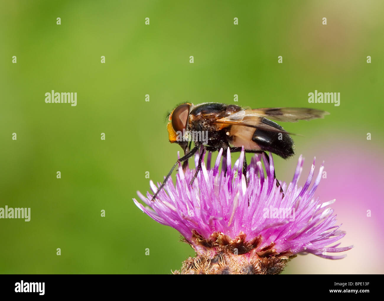 Grande Pied Hoverfly, Volucella pellucens fotografati a Todderstaffe Hall, Singleton, Nr Blackpool Foto Stock