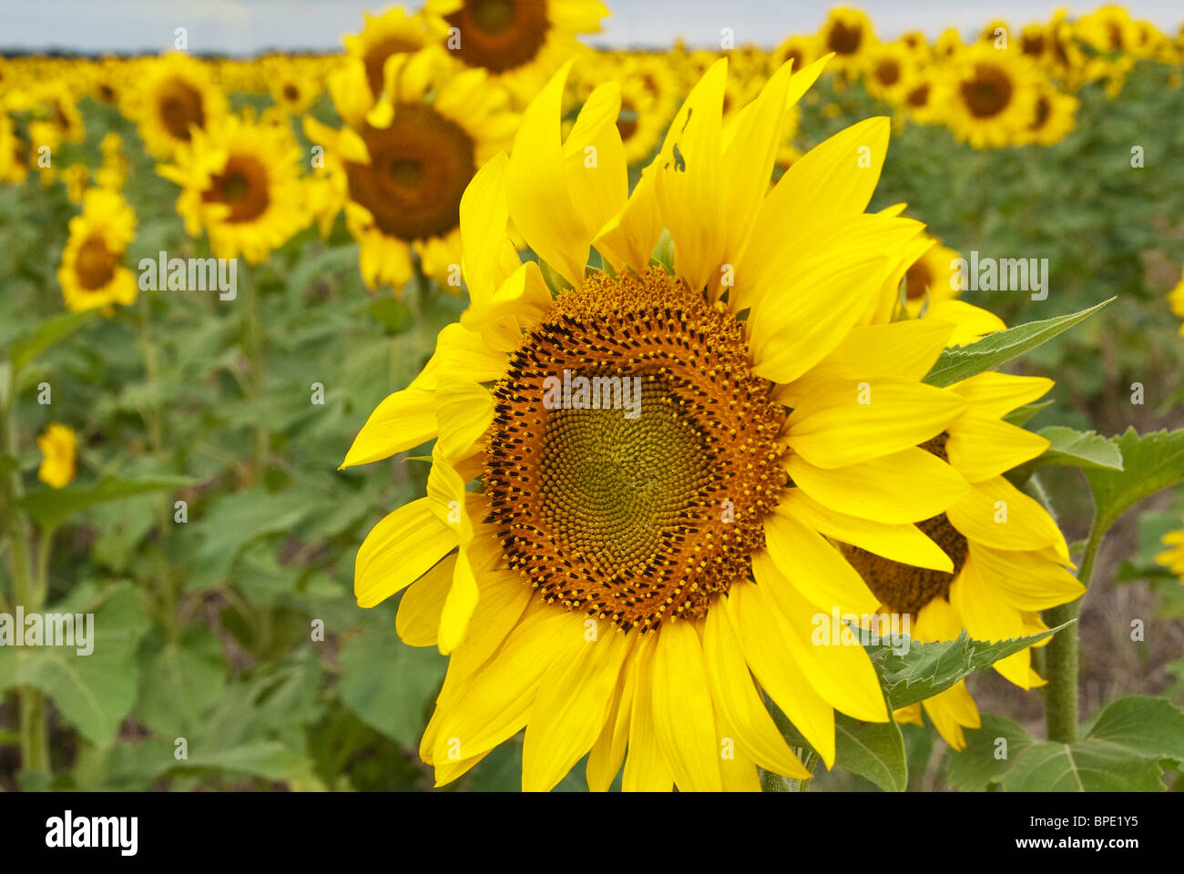 Girasoli Kansas State Flower Sumner County Kansas USA Foto Stock