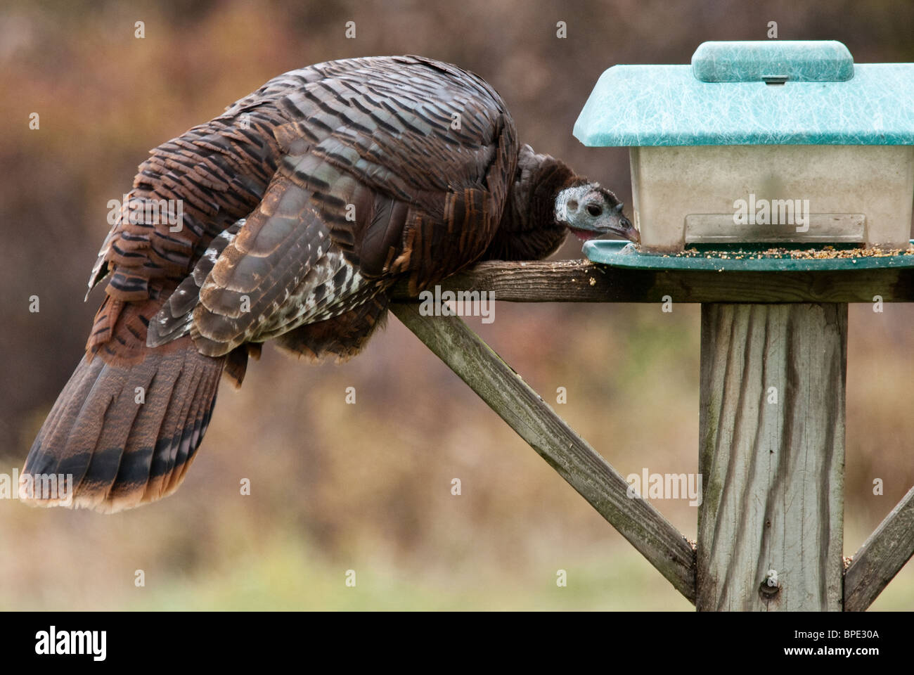 Il tacchino selvatico Meleagris gallopavo Montcalm County Michigan STATI UNITI Foto Stock