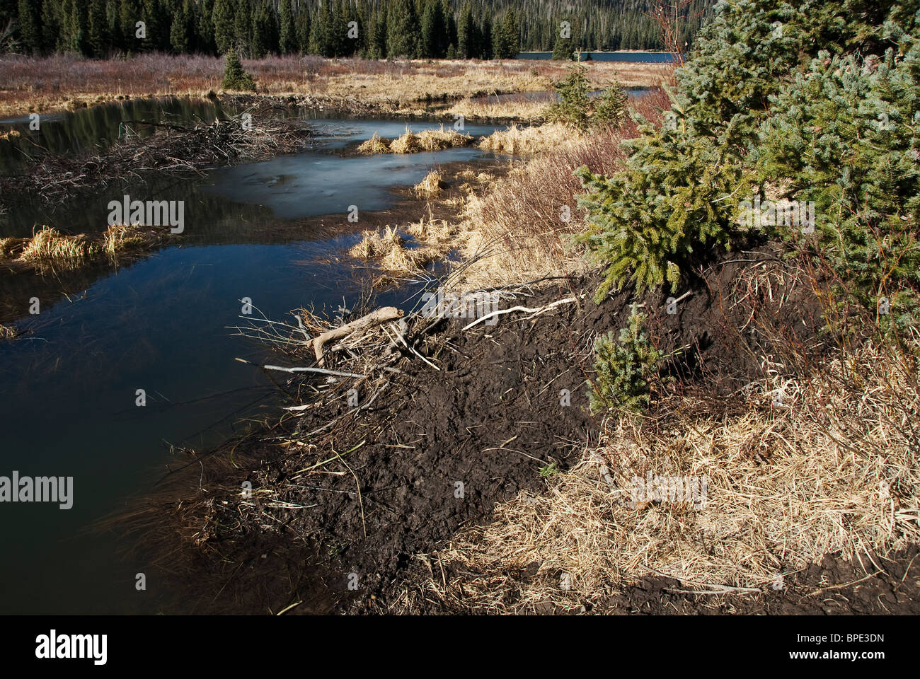 Beaver stagni vicino a grandi prati Lago Rio Grande Foresta Nazionale del Colorado RIENTRANO NEGLI STATI UNITI Foto Stock