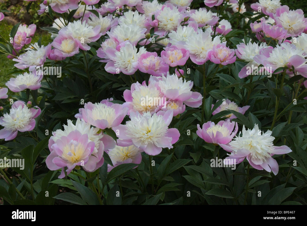 Le Peonie in fiore a Matthaie Giardino Botanico e Nichols arboreto, University of Michigan Ann Arbor, Michigan, Stati Uniti d'America Foto Stock