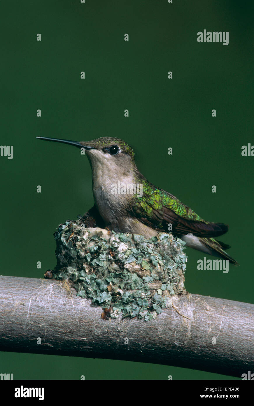 Ruby-thorated Hummingbird femmina seduta su nido Archilochus colubris e USA, di Skip Moody/Dembinsky Photo Assoc Foto Stock