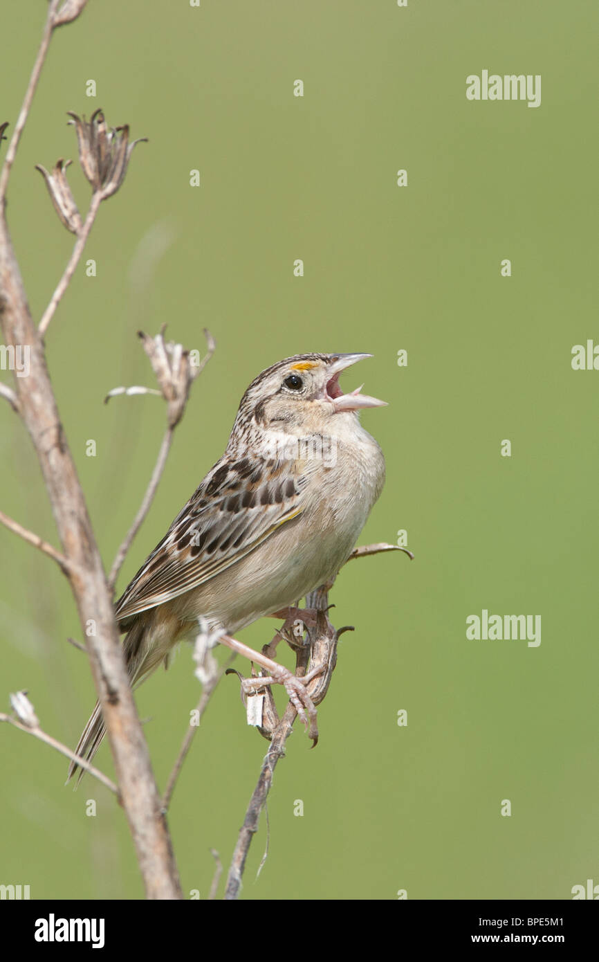 Grasshopper Sparrow cantando - Verticale Foto Stock