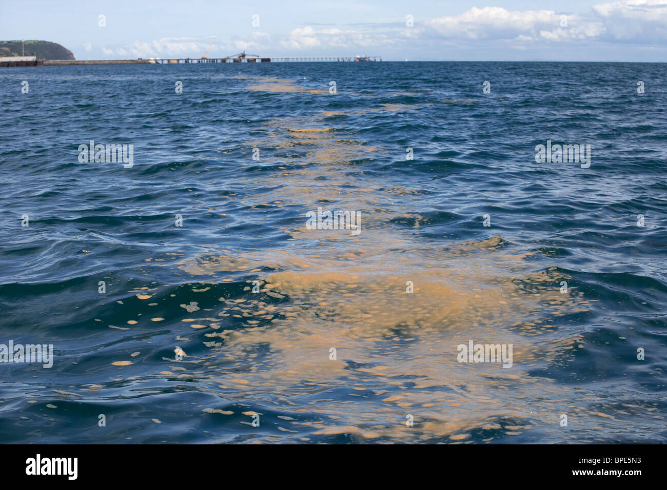 Schiuma marrone polllution streak sulla superficie del mare in Belfast Lough Foto Stock