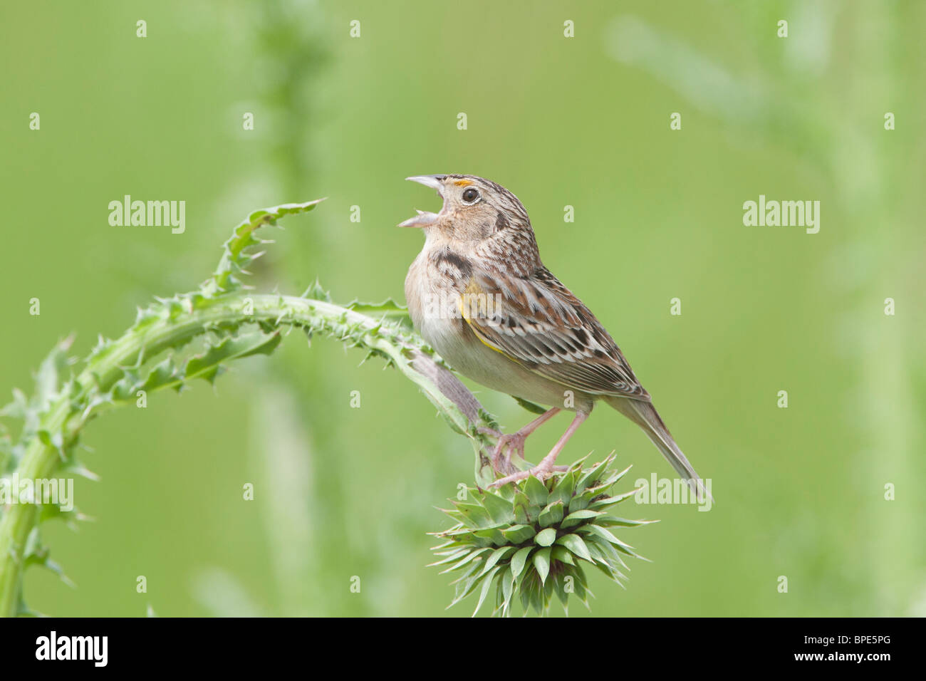 Grasshopper Sparrow a cantare in Thistle Foto Stock