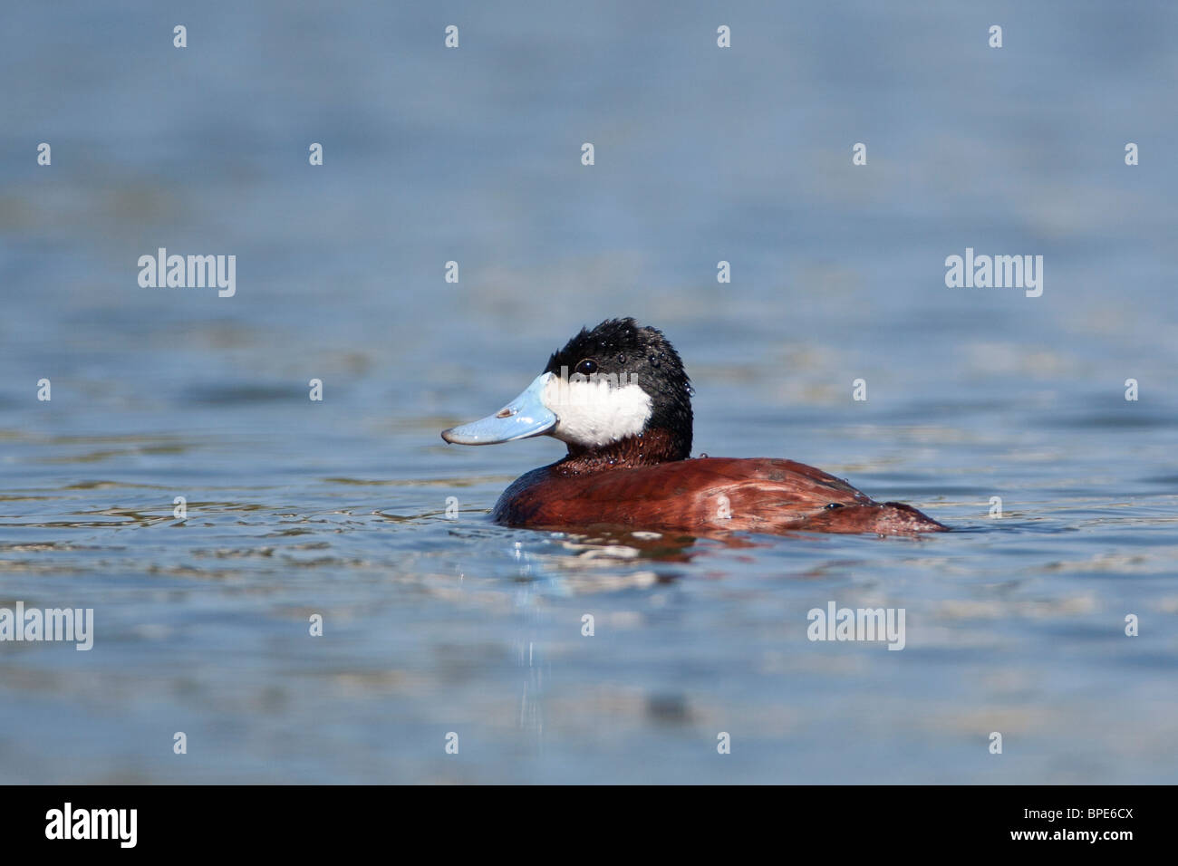 Ruddy Duck Foto Stock