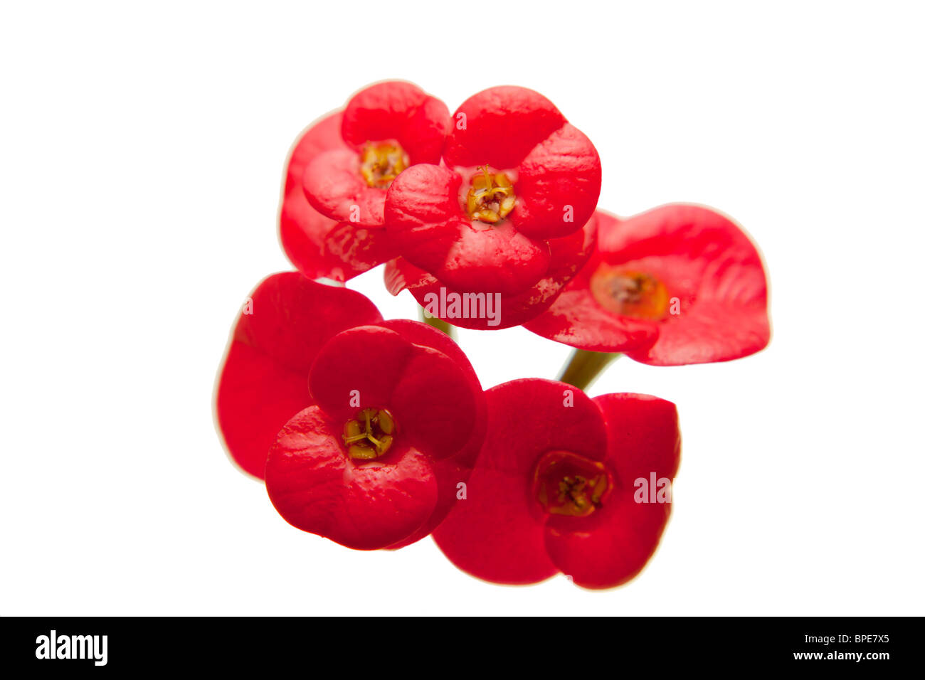 Piccolo Fiore Milii isolati su sfondo bianco Foto Stock