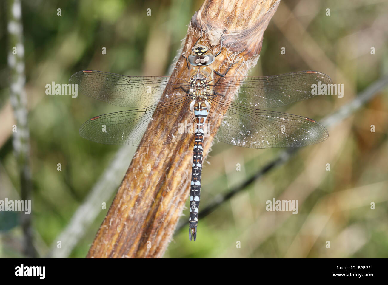 Close up immagini di un migrante Hawker Libellula Foto Stock