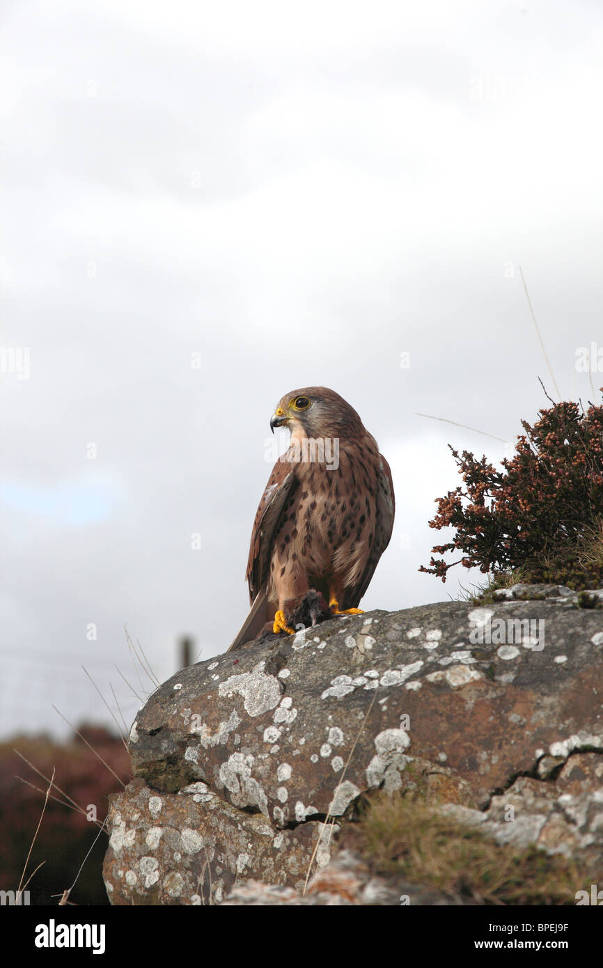 Il Gheppio - ( Falco tinnunculus ) giovane maschio con la preda Foto Stock
