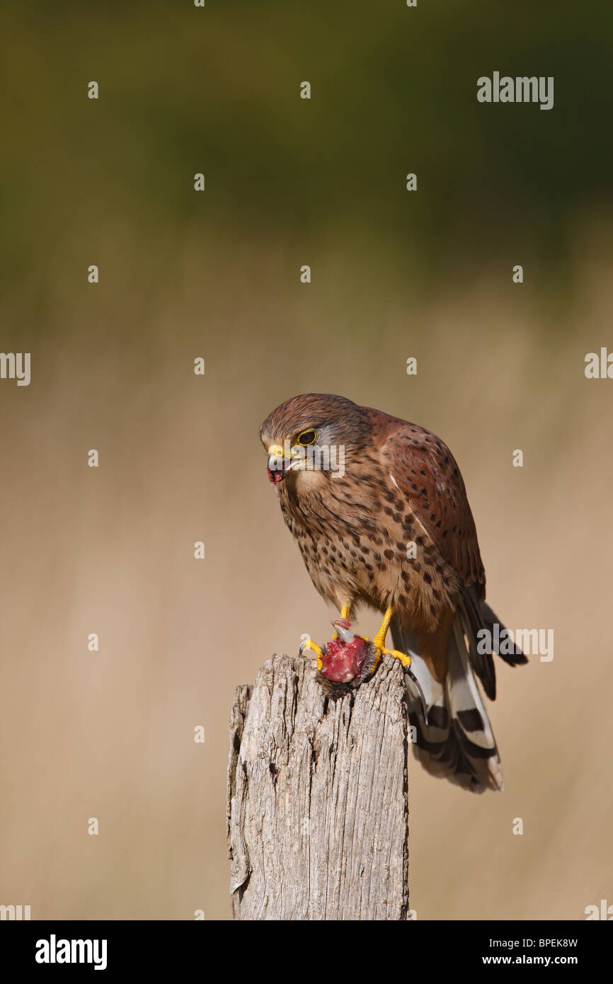 Il Gheppio - ( Falco tinnunculus ) giovane maschio sul post con la preda Foto Stock