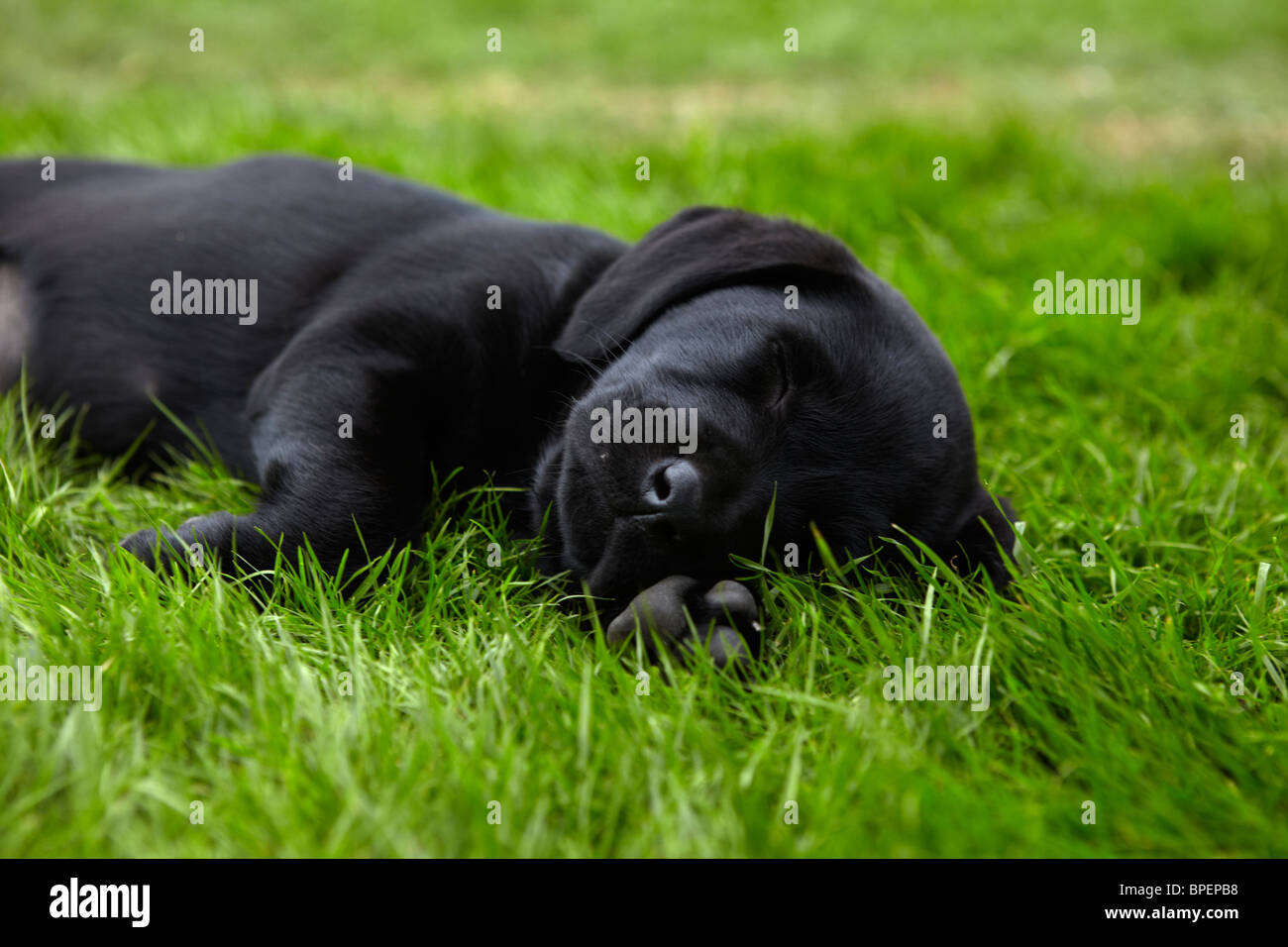 Nero a pelo labrador puppy in erba verde. Foto Stock