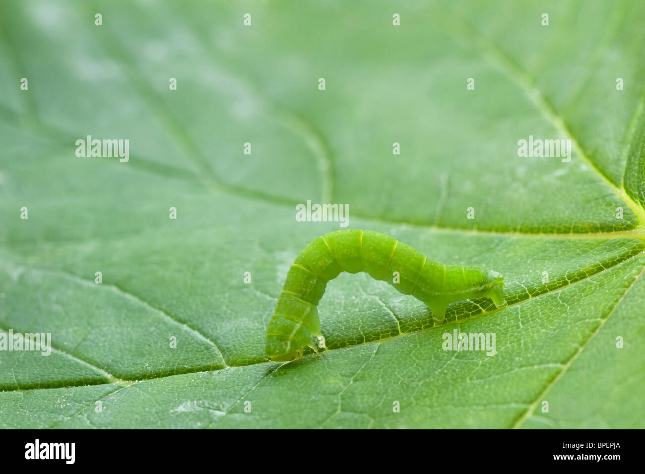 Geometrid falene caterpillar e a piedi l'alimentazione sulle foglie Cumbria Inghilterra UK Europa può Foto Stock