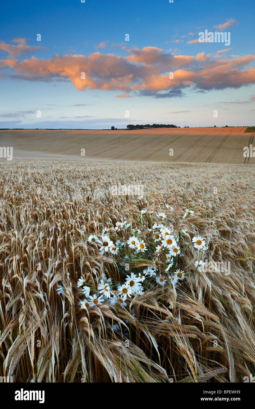 Gli ultimi raggi di luce del sole che filtra attraverso il cielo e oltre la campagna dell'Hampshire Foto Stock