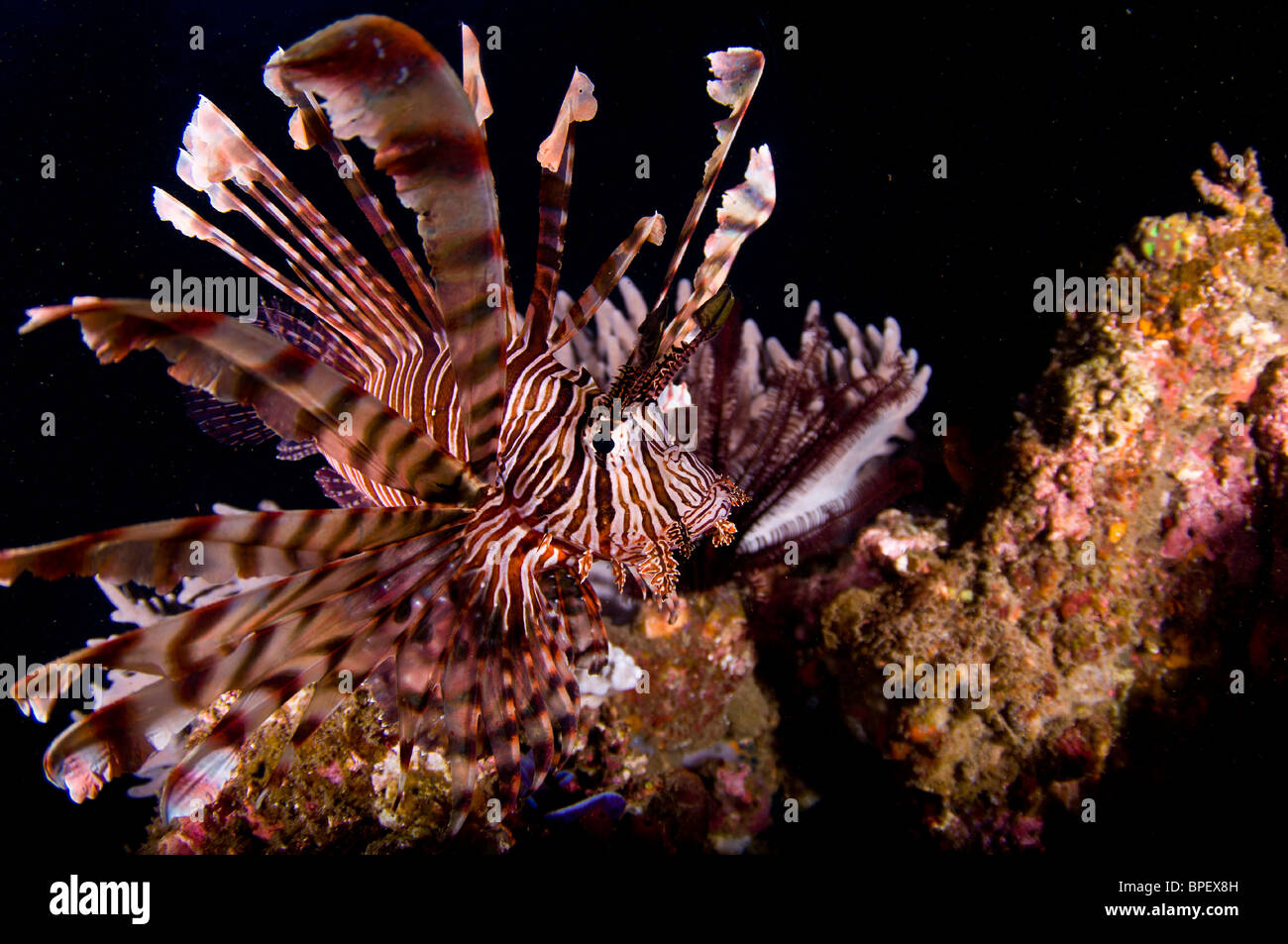 Immagini Subacquee in Indonesia centrale Foto Stock