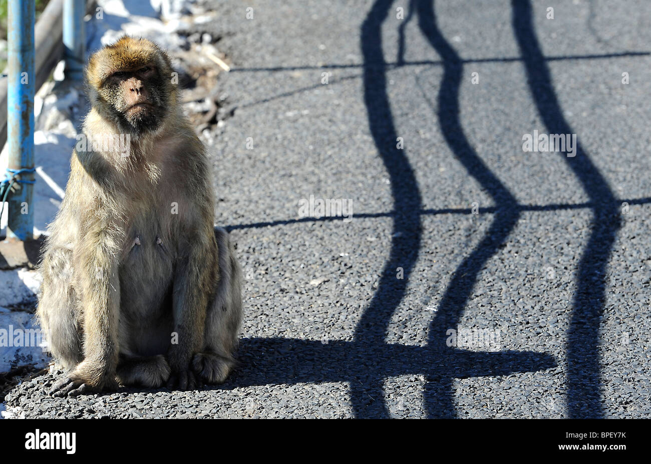 Berberaffe auf Gibilterra Barberia ape Barbary macaque su Gibilterra Foto Stock