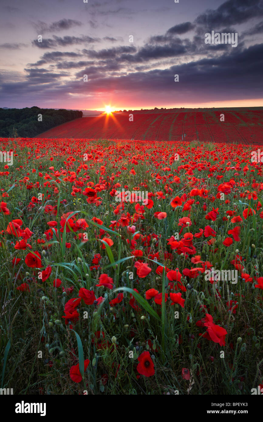 Una fascia di papaveri crescente vicino Falmer, East Sussex Foto Stock