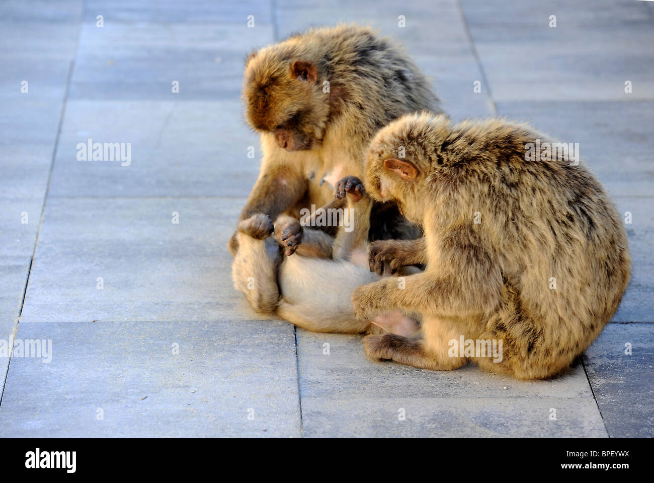 Berberaffen auf Gibilterra Barberia ape Barbary macaque su Gibilterra Foto Stock