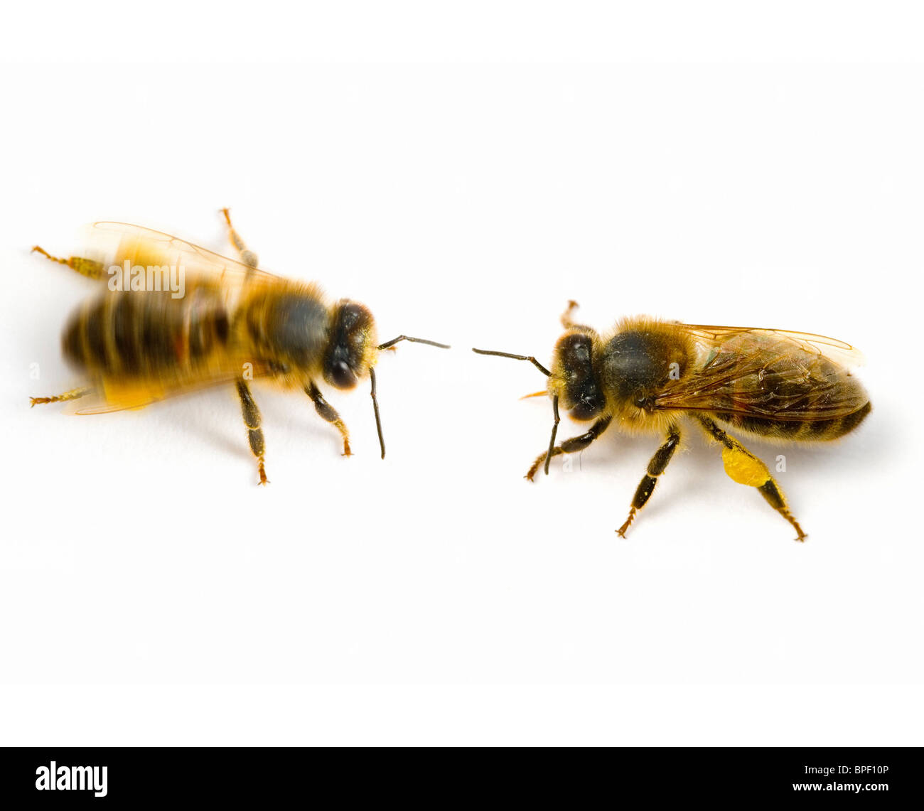 Scuotimento dance HONEYBEES Apis mellifera Foto Stock