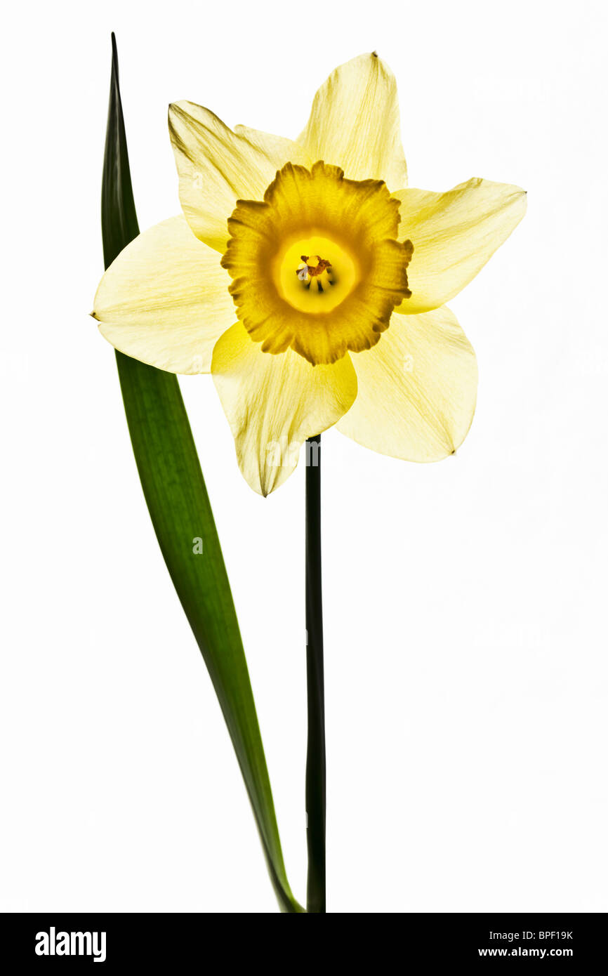 Il giallo oro Daffodil Foto Stock