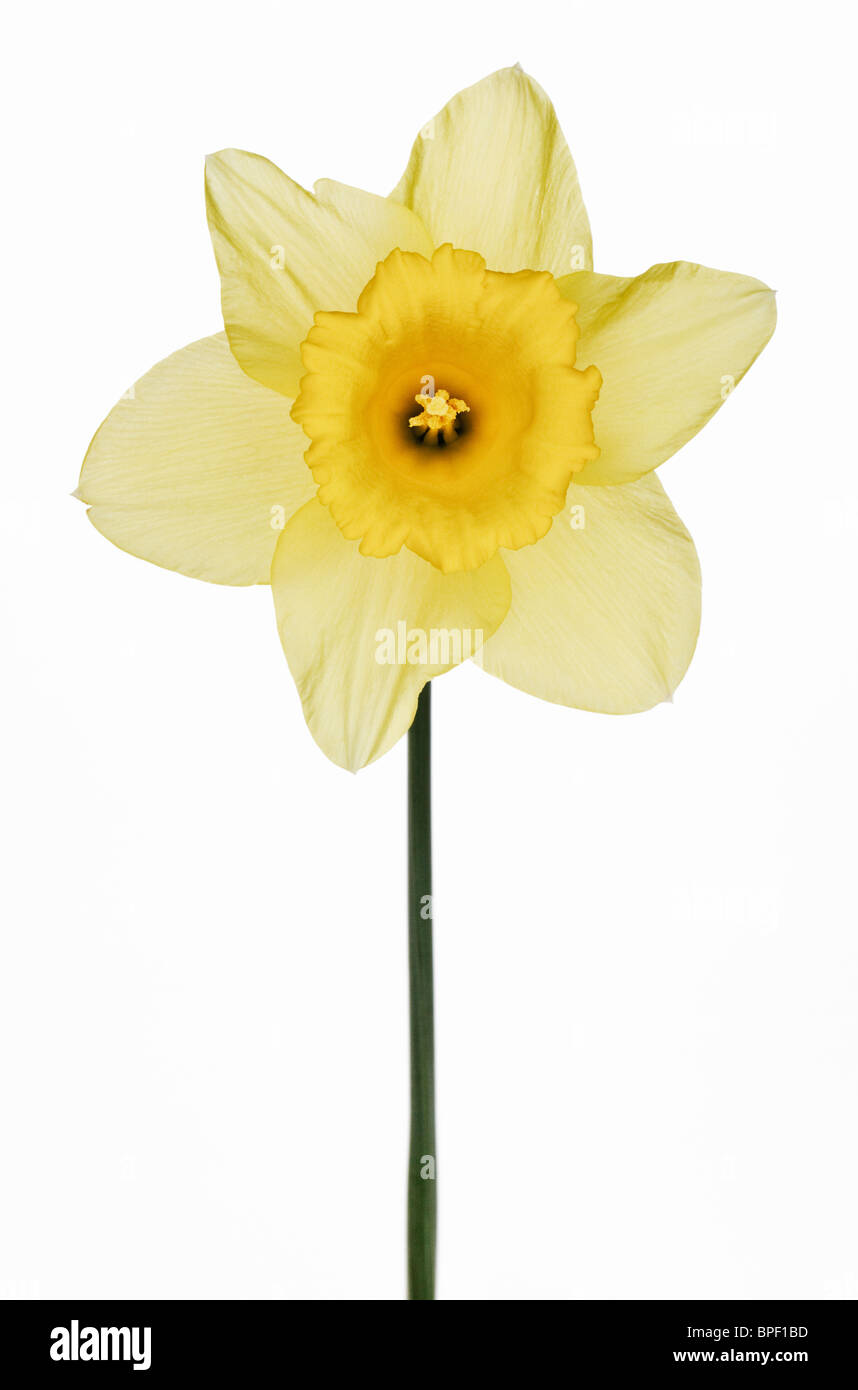 Uno giallo Daffodil tagliare Foto Stock